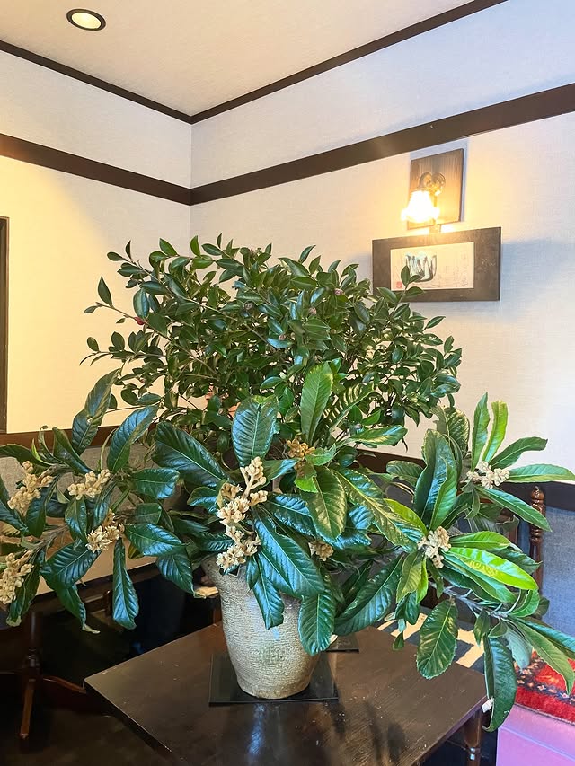 和菓子の明や、店舗装飾:山茶花と枇杷