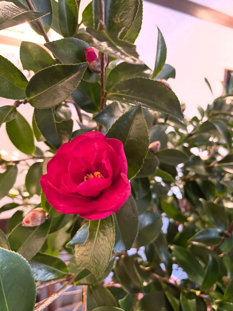 和菓子の明や、店舗装飾:山茶花と枇杷