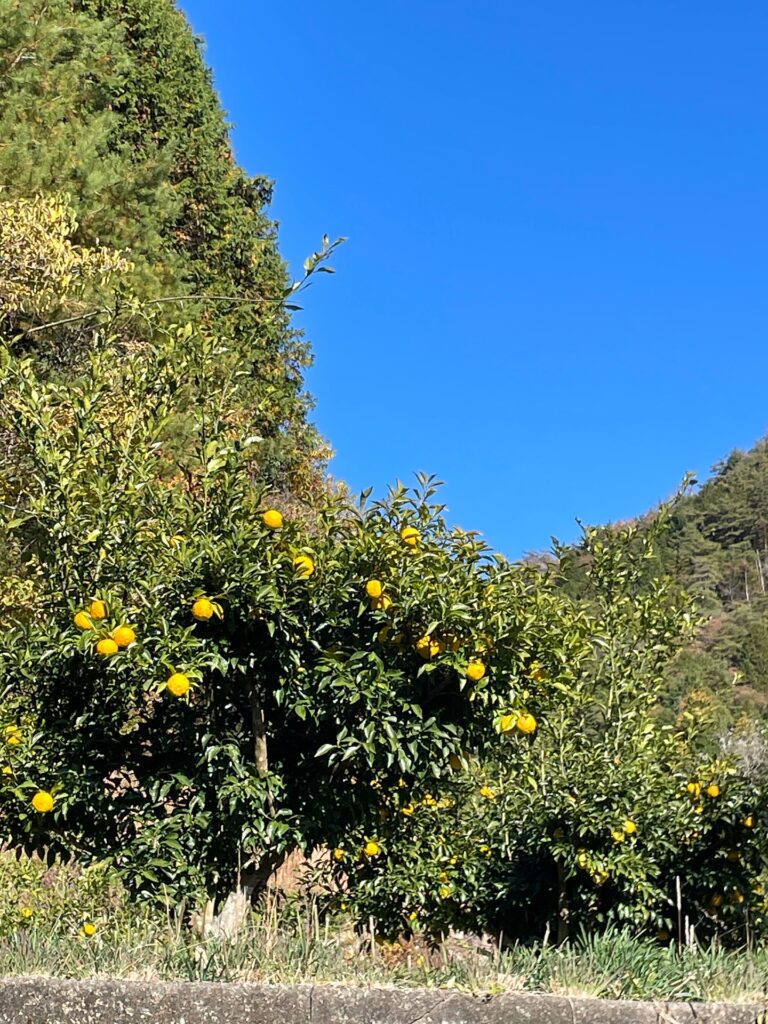季節の和菓子:ゆずカステラに使用している柚子の木